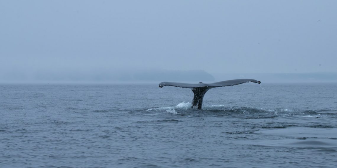 Whale Watching Tour Perth: An Unforgettable Experience