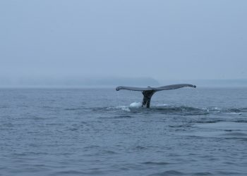 Whale Watching Tour Perth: An Unforgettable Experience