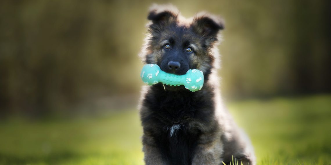What Benefits Do Puppy Classes Offer for First-Time Dog Owners?