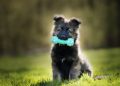 What Benefits Do Puppy Classes Offer for First-Time Dog Owners?