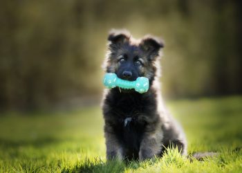 What Benefits Do Puppy Classes Offer for First-Time Dog Owners?
