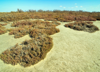 Top Water-Saving Landscape Designs for Drought-Prone Areas