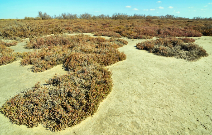 Top Water-Saving Landscape Designs for Drought-Prone Areas